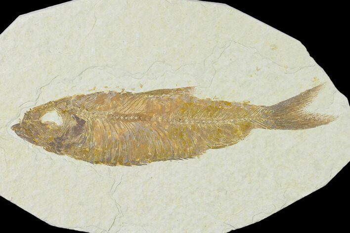 Detailed Fossil Fish (Knightia) - Wyoming #137962